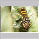 Mellinus arvensis - Kotwespe w34c 14mm mit Fliege.jpg